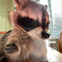 𝙎𝙖𝙡𝙢𝙤𝙣 𝙎𝙖𝙨𝙞𝙝𝙢𝙞