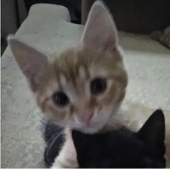 Bella(lilpeepverison)