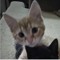 Bella(lilpeepverison)