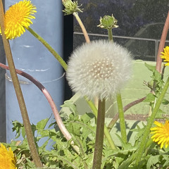 ゑ