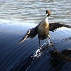 martin sylvain (ugbug45)