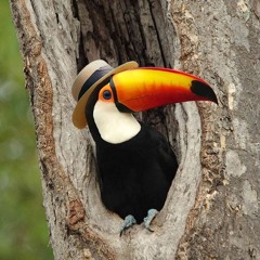 Toucan
