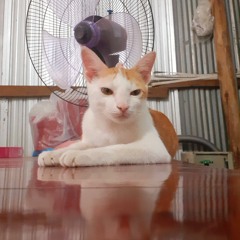 tanipaka