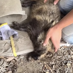 かす！