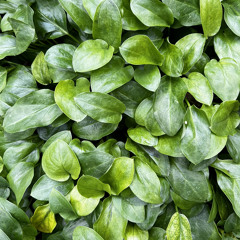 despite your destination