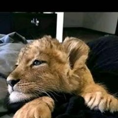 يشىةي حسحقخح