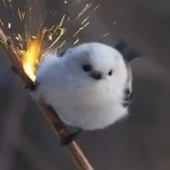 Timi 映画