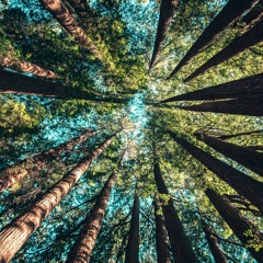 wood and drums