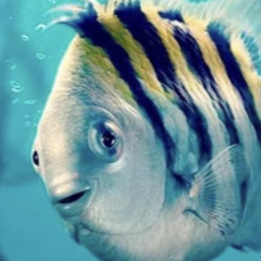 flounder02