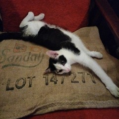 Dodi