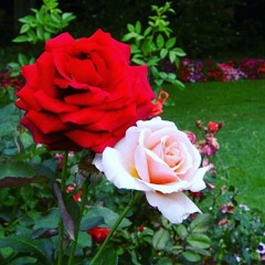 Wesal Alrawi