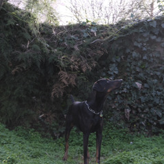 enchi