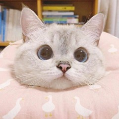 MeowEri