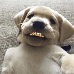 VertSoVlone