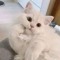 kodamatheezoombieecat