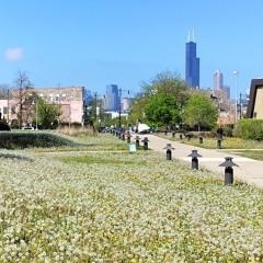 Wet Dandelion Fetus (湿蒲公英胎儿)