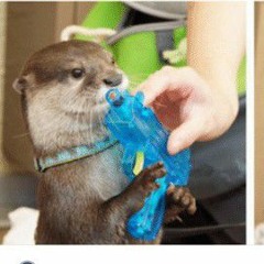 ottertank12