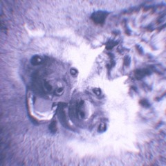 sprxngxi