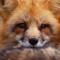 lilifoxwolf