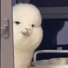 Pikliz Mami