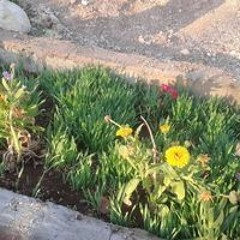لوجين السلطي