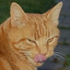 vedge