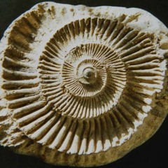 LITHION 4