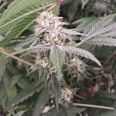 Colorado foo sounds🃏💎💰