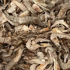 shrimp
