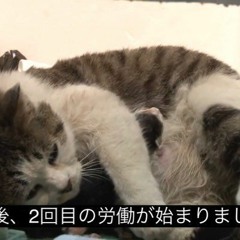fu / ふ