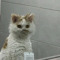 Mèo