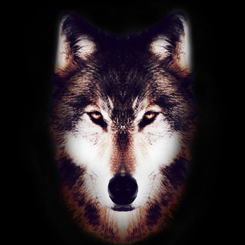 Wolfdog’s avatar