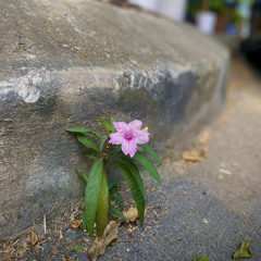 LỆ THÚY