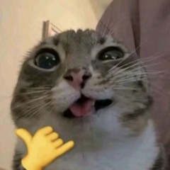 Doondi