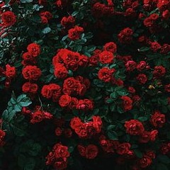 THE WALT DISNEY COMPANY.dfx