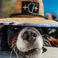 mt. woof