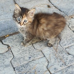 Yusuf