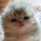 Meow