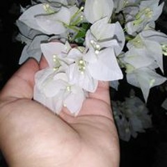 احمدعبد الناصر عزام