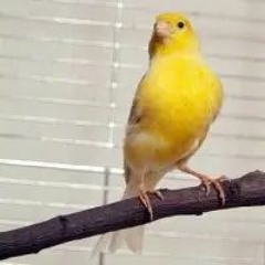 Nyla