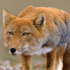 Harenae Vulpes🦊