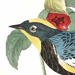 The Birdsong Project