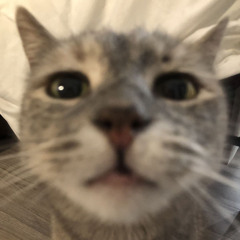 zi