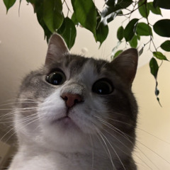 kat