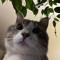 kat