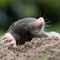 AcidMole