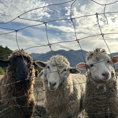 ニチ山 ニチ男(19)