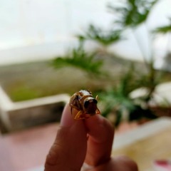 bibinon