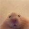 hamster