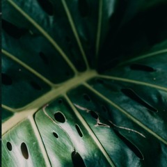 Story - Free Download